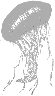 Jellyfish